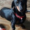 Heisenberg, Dachshund (Pelo Largo)