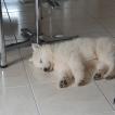 Shimi, Berger Blanc Suisse