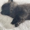 Stormy, Spitz
