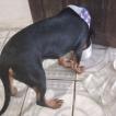 Dominique, Rottweiler