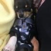 Damon, Chihuahua