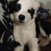 Maki, Border Collie