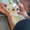 Vitto, Spitz