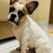 Lunna, Bulldog Francés