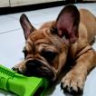 Yuki, Bouledogue francese