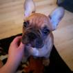 Dexter, Bulldog Francés
