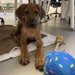 Simba, Rhodesian Ridgeback