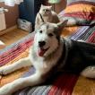 Greta, Malamute De Alaska