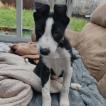 Taff, Border Collie