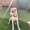 Luna, Parson Jack Russell Terrier (De Pelaje Corto - Suave)
