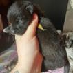 pearl, Otros perros