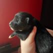 ripper, Otros perros