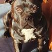 Ross, Staffordshire Bull Terrier