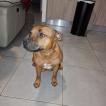 Raïka, Staffordshire Bull Terrier