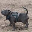 Tupac, Staffordshire Bull Terrier