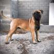 zepo, Bullmastiff