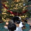 Rimkie, Cavalier King Charles Spaniel