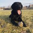 Evie, Labrador Retriever