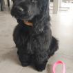 FIDJI, Cocker Spaniel Inglés