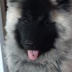 Soën, Eurasier