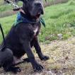 Sirius, Cane Corso
