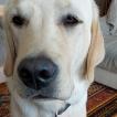 Snow, Labrador