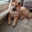 Saeko, Eurasier