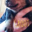 Groot Grogu