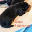 Groot Grogu