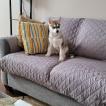 Kaia, Husky Siberiano