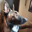 Garlic, Pastor Belga Malinois