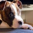Tina, American staffordshire terrier