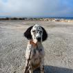 Tango, Setter Anglais