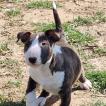 Taylor, Bull Terrier
