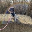 Maggie May, Springer spaniel inglés