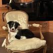 Tosca, Border Collie