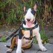 Blacky, Bull Terrier