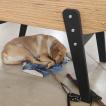 Midway, Labrador Retriever