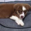 Zara, Australian Shepherd