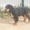 Line, Cocker Spaniel