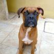Vargas, Boxer