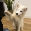 Edel, Samoyedo