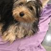 nina, Yorkshire Terrier