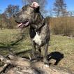 Hedi, Presa canario