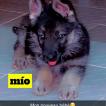 Mìo, Berger Allemand
