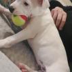 Olaf, Staffordshire Bull Terrier