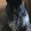 Nora Rose, Schnauzer Gigante