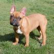 Pablo, Bulldog Francés