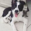 Maui, Border Collie