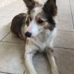 Mayla, Border Collie